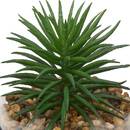 Terrarium "Wilo" 11x10 cm Modell A
