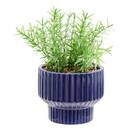 K&uuml;nstliche Topfpflanze "Nippo" H.17 cm Blau
