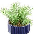 K&uuml;nstliche Topfpflanze "Nippo" H.17 cm Blau