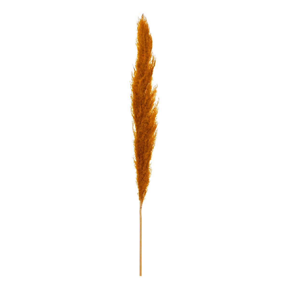 3 getrocknete Blumen "Natürliche Pampa" Senfgelb, H.110 cm Senfgelb