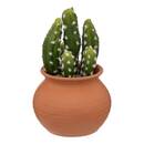 Künstlicher Kaktus "Ali", H16,5 cm Terrakotta, H.16,5 cm Modell 1