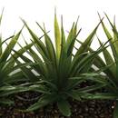 Tischdekoration mit 3 künstlichen Aloe Vera Weiß, H.17 cm Weiß