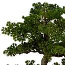 K&uuml;nstlicher Bonsai im Topf "Polin" Keramiktopf, H.86 cm Gr&uuml;n