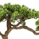 K&uuml;nstlicher Bonsai im Topf "Polin" Keramiktopf, Gr&uuml;n, H. 45 cm Gr&uuml;n