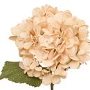 Artificial Flower "Fria" H.62 cm Beige