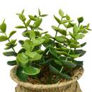 Artificial potted plant "Jil" 10x10 cm Model A