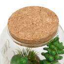 Terrarium "Ady" D.9 x H.12.5 cm couleur_temp