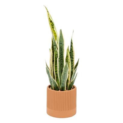 Artificial potted plant "nippo" h.78 cm