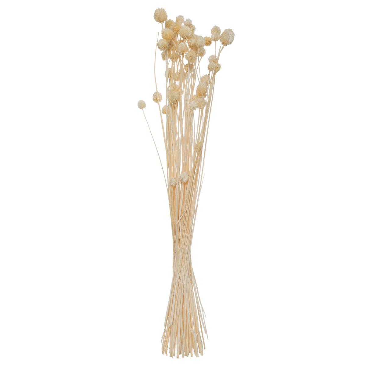 Dried flower bouquet H.78 cm Model 4
