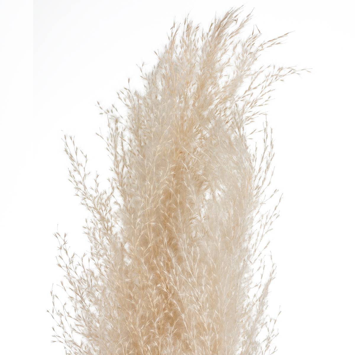 3 dried flowers "Natural Pampas" H.110 cm Ivory white