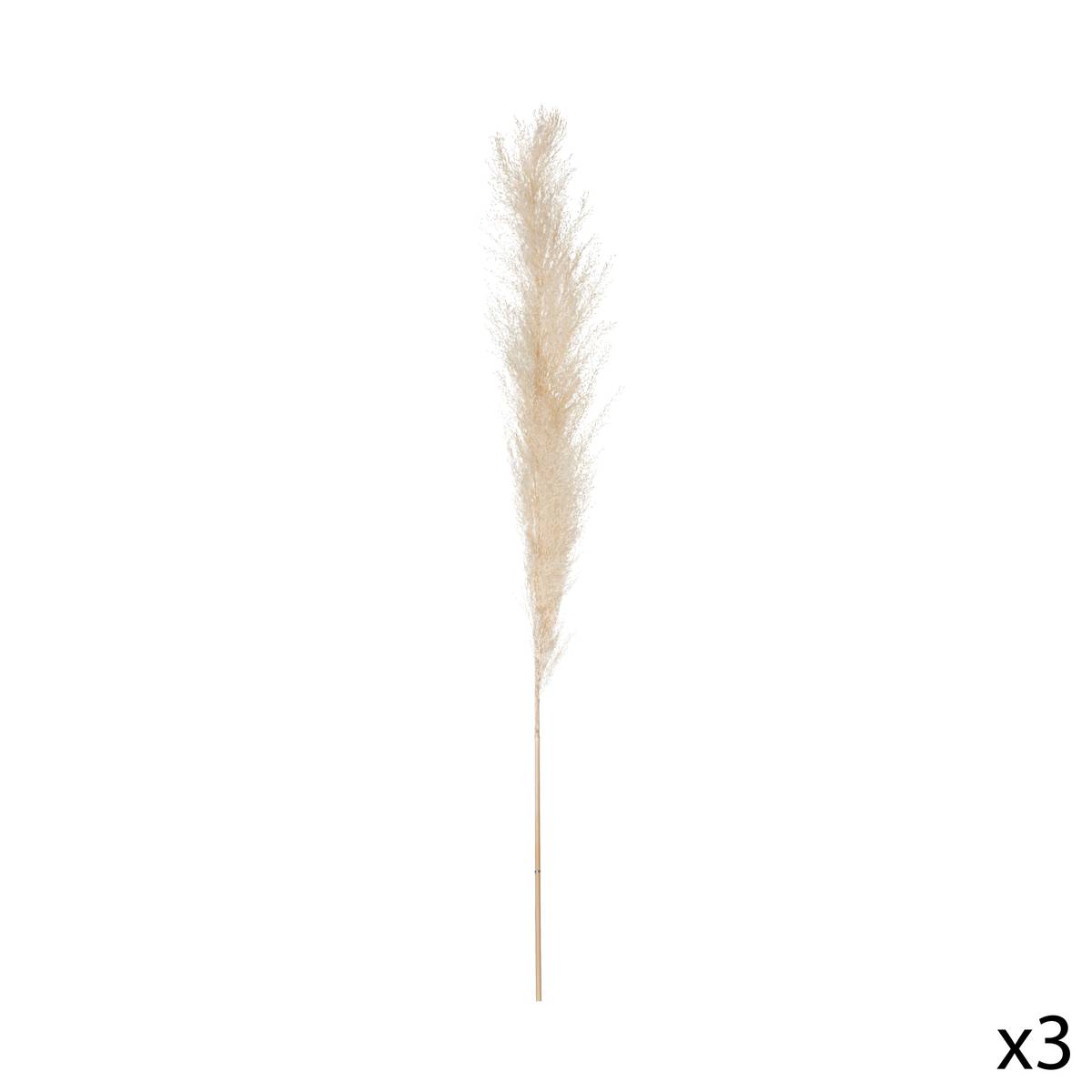3 dried flowers "Natural Pampas" H.110 cm Ivory white