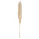 3 dried flowers "Natural Pampas" H.110 cm Ivory white
