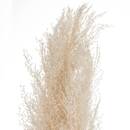 3 dried flowers "Natural Pampas" H.110 cm Ivory white