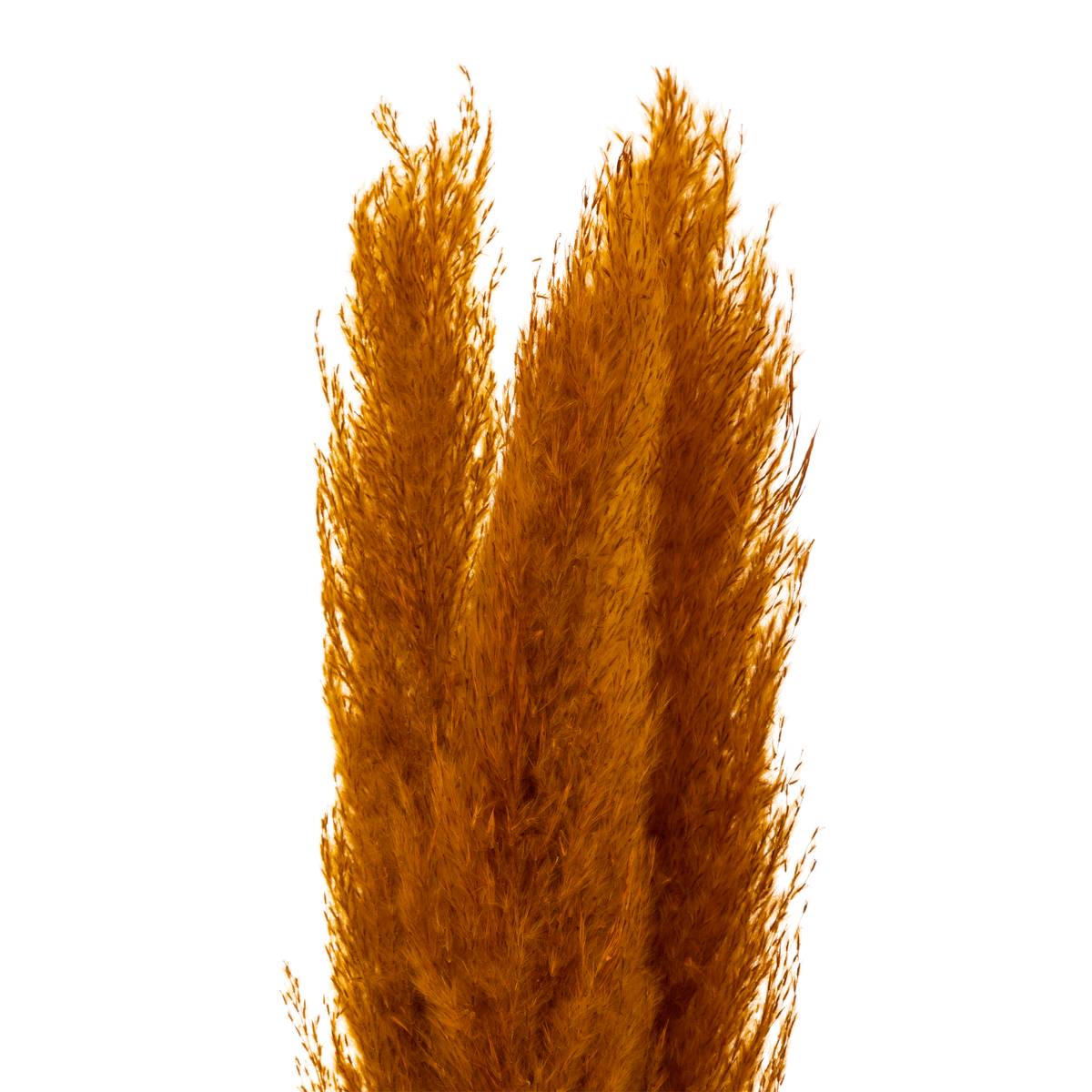 3 dried flowers "Natural Pampas"