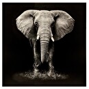 "Animals" Printed Canvas 100x100 cm Black and white