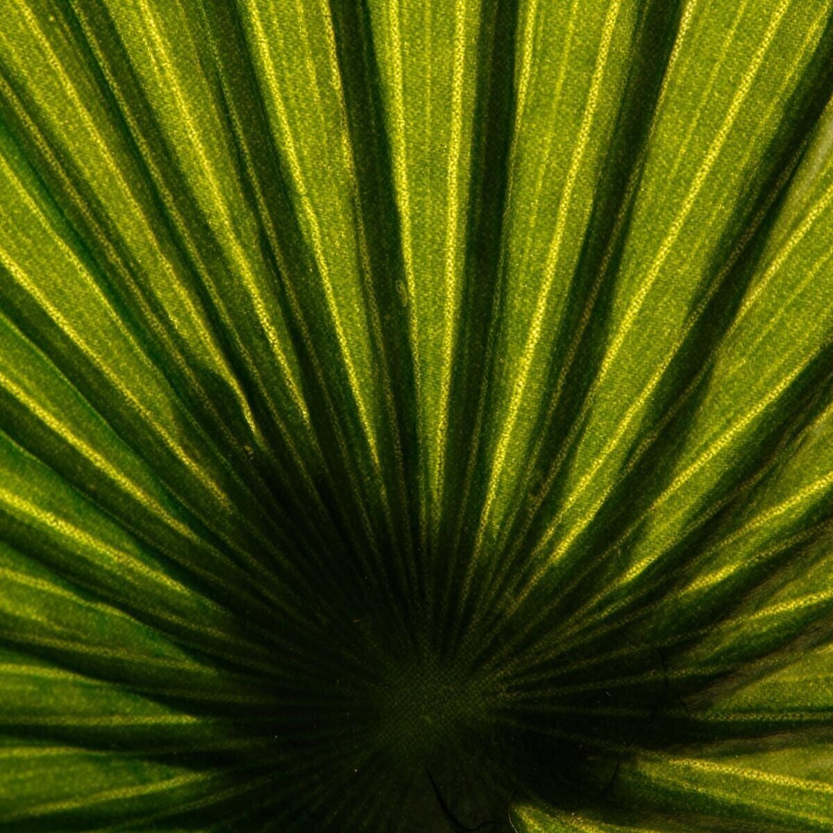 Artificial Palm Tree H.180 cm Green