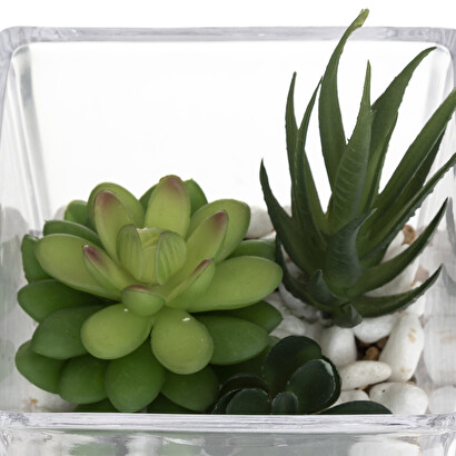 Plants, vases