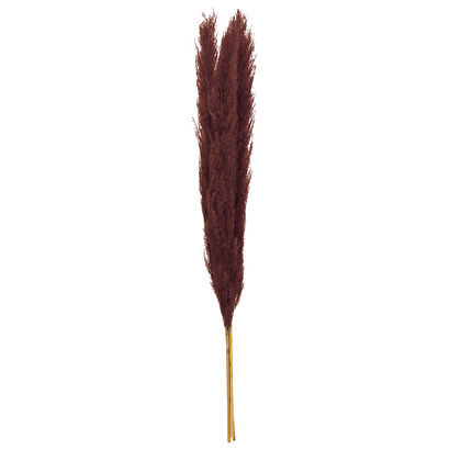 3 dried flowers "natural pampas" ruby red, h.110 cm