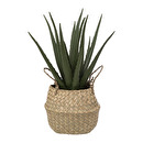Artificial Aloe Vera Reed pot, H.40 cm Natural wood