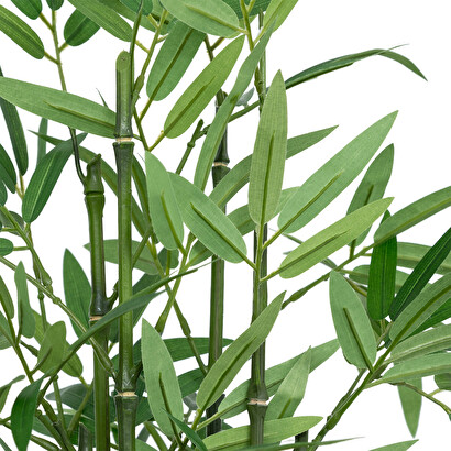 Plants, vases