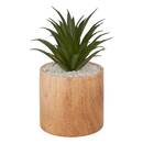 Artificial Plant "Sao" Brown, H. 17 cm Brown