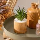 Artificial Plant "Sao" Brown, H. 17 cm Brown