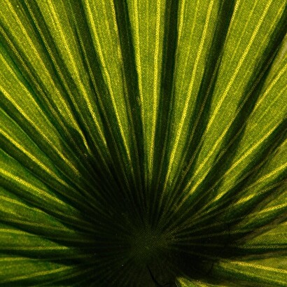 Palmera artificial h.180 cm