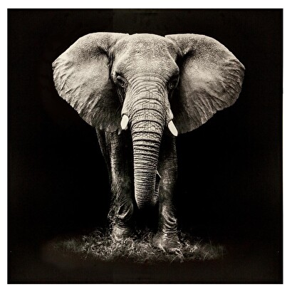 Lienzo impreso "animales" 100x100 cm