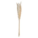 Juego de 6 flores secas "Pampa natural" Blanco marfil, H.65 cm Blanco marfil