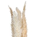 Juego de 6 flores secas "Pampa natural" Blanco marfil, H.65 cm Blanco marfil