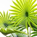 Palmera artificial H.120 cm Verde