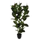 Ficus robusta artificial H120 cm Verde, H.120 cm Verde