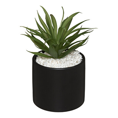 Plantas, jarrones todos los productos