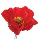 Tallo de amapola artificial Rojo, 70 cm Rojo