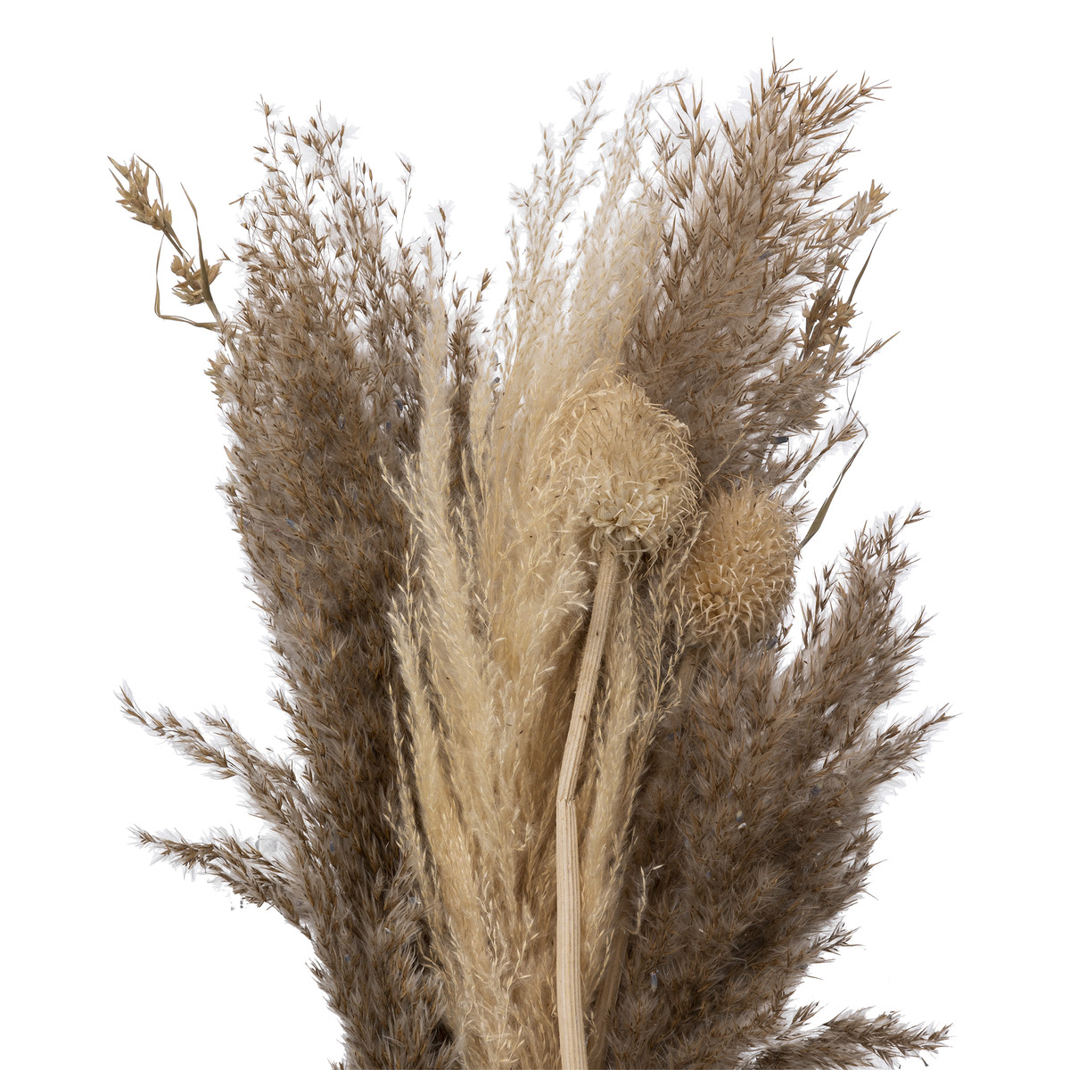 Ramo de pampas secas "Ori"