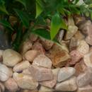 Terrarium Fleur de rose Plantes, vases Plantes artificielles