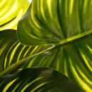 Plante artificielle Plantes, vases Plantes artificielles