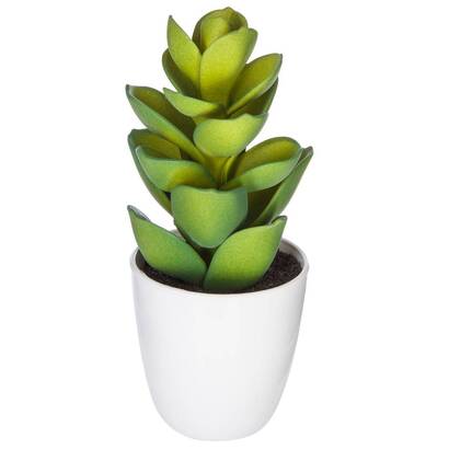 Plante succulente & cactus Plantes, vases Plantes artificielles