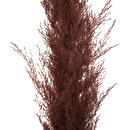 3 fleurs séchées Pampa naturelle Plantes, vases Fleurs séchées