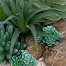 Composition plantes grasses artificielles Plantes, vases Plantes artificielles