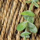 Plante artificielle suspendue Zea Plantes, vases Plantes artificielles