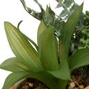 Pianta artificiale "Pool" Gres (ceramica), H.24 cm Arancione