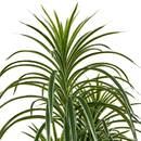 Pianta artificiale in vaso "Edi" H.180 cm Verde