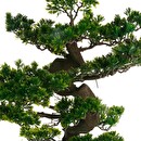 Bonsai artificiale H.80 cm Verde