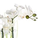 Orchidea artificiale Vaso in ceramica, Argento, H.53 cm Argento