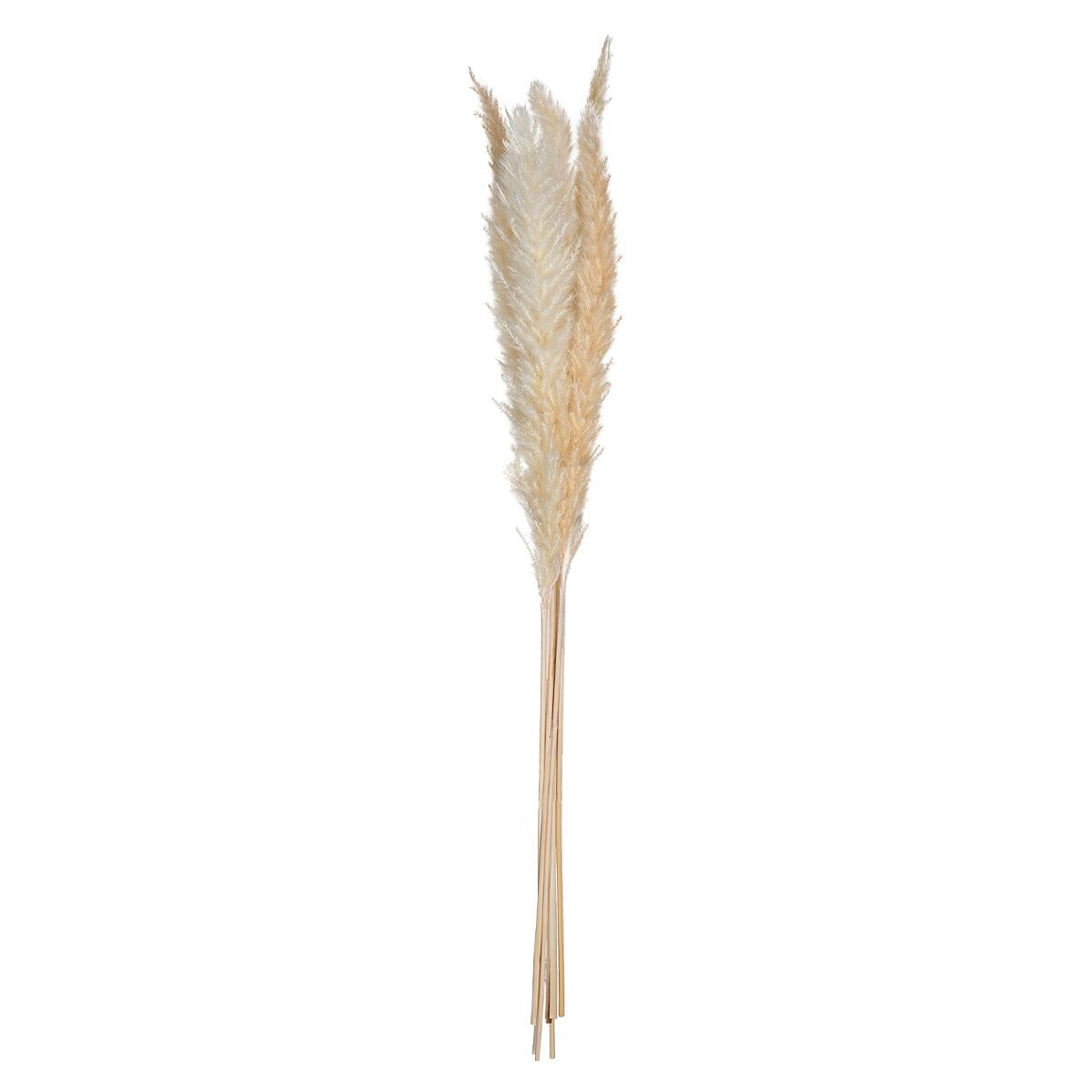 Set di 6 fiori secchi "Pampa naturale" Bianco avorio, H.65 cm Bianco avorio