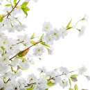 Ciliegio bianco artificiale Bianco, H.200 cm Bianco