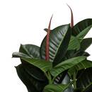 Ficus robusta artificiale H120 cm Verde, H.120 cm Verde