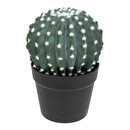 Cactus rotondo "Exotic Panama" Vaso di plastica, H.25 cm Verde