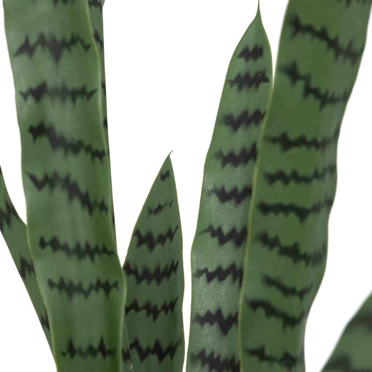 Pianta artificiale sansevieria "Toby" Vaso nero, H.90 cm Verde